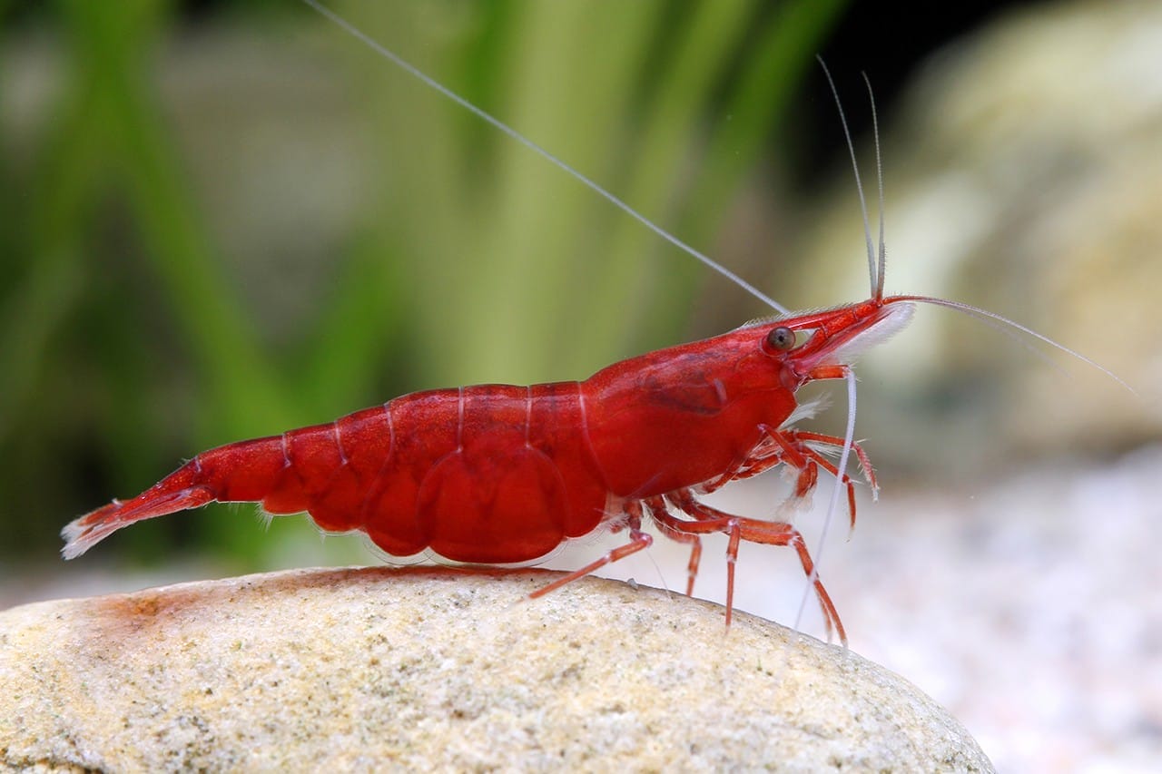 Neocaridina Davidi conclusion