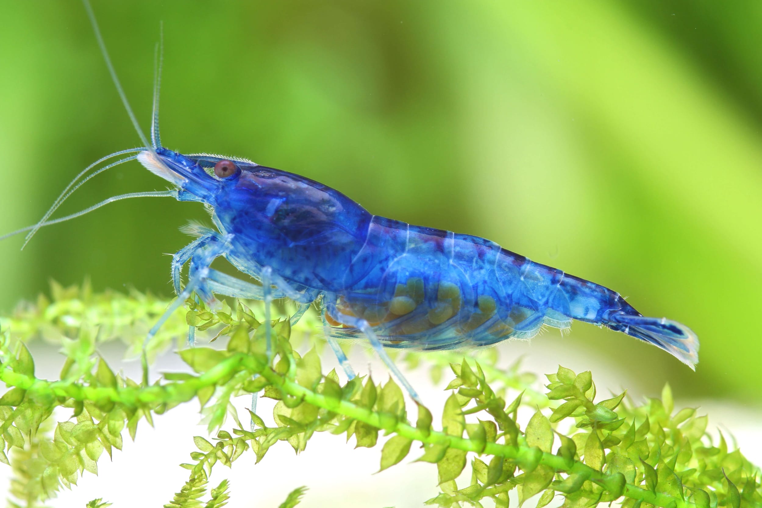 Neocaridina Davidi FAQ