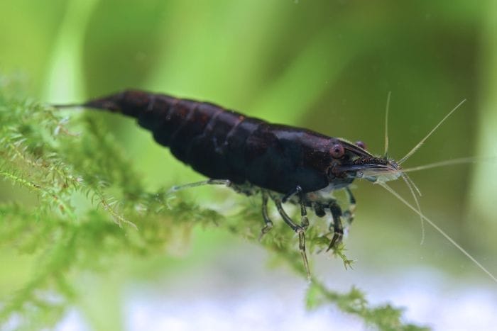Essential Care for Black Rose Shrimp