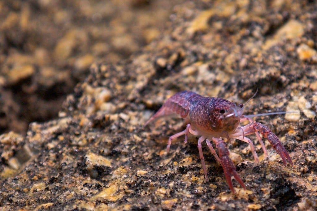 purple zebra shrimp FAQ