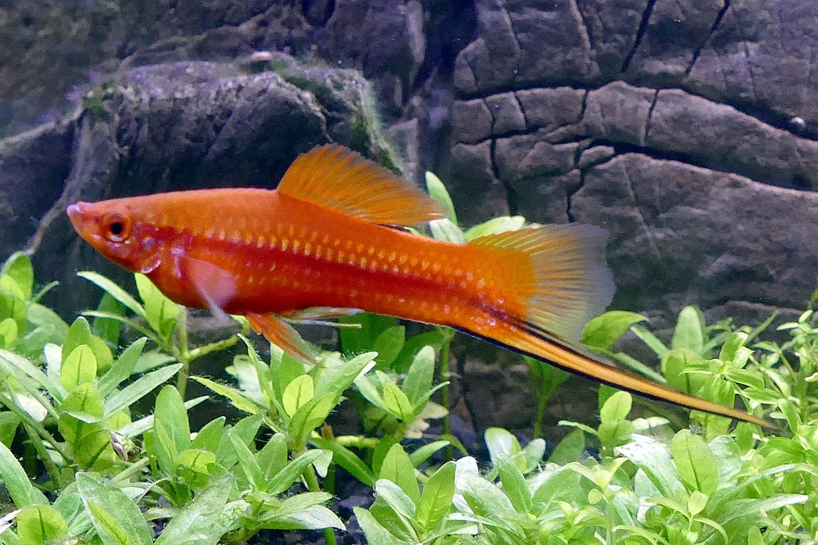Caring for Swordtail Fish at Home