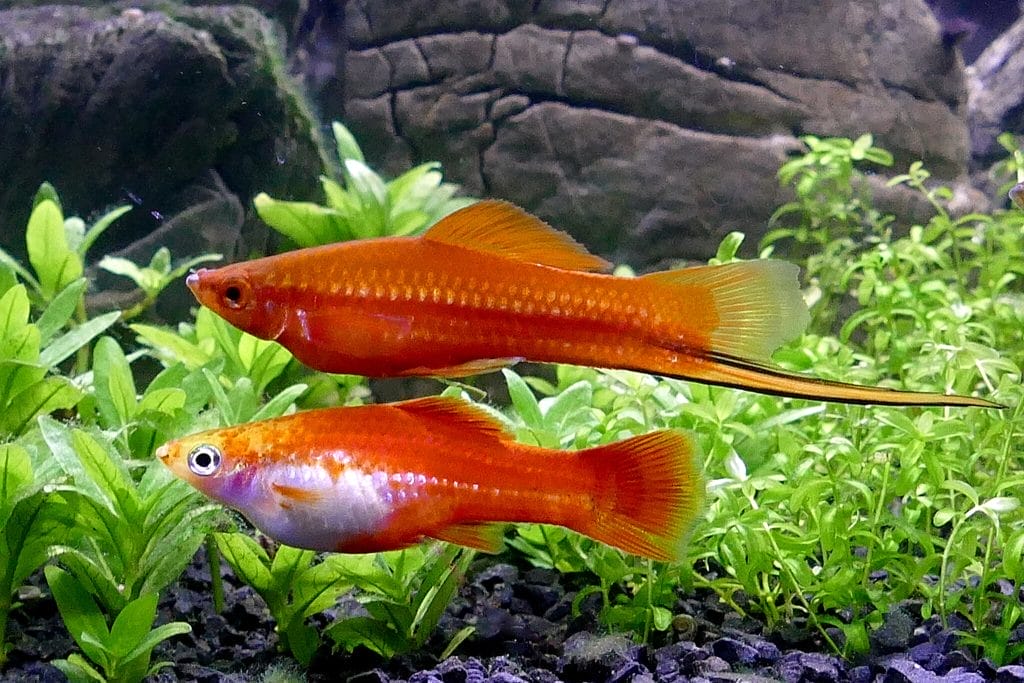 swordtail conclusion
