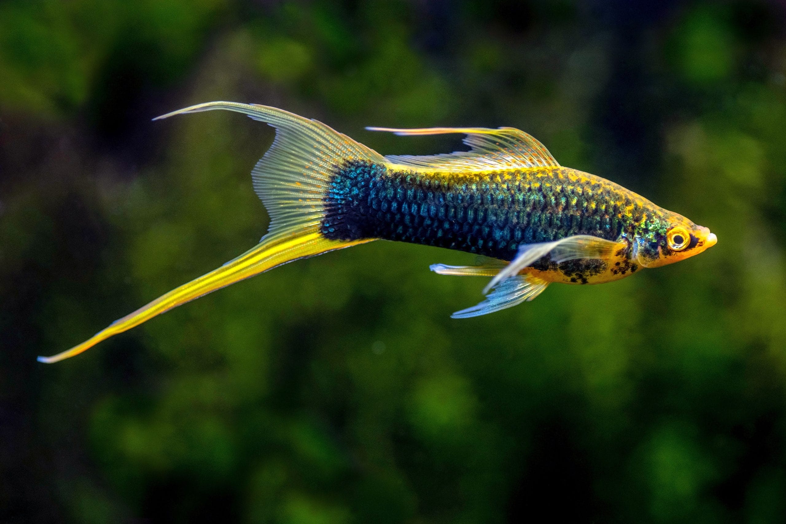 Understanding Swordtail Fish
