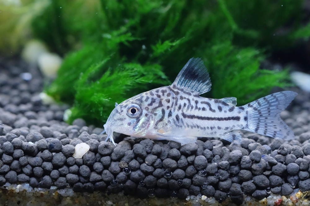Keeping a Corydoras Catfish