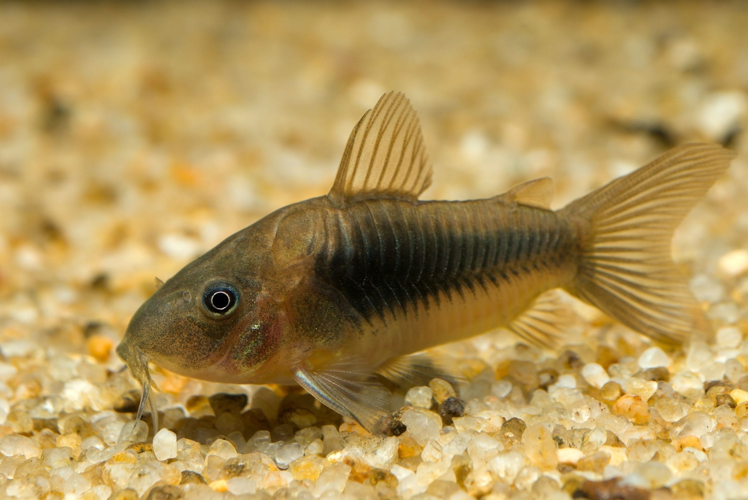 Corydoras Catfish conclusion
