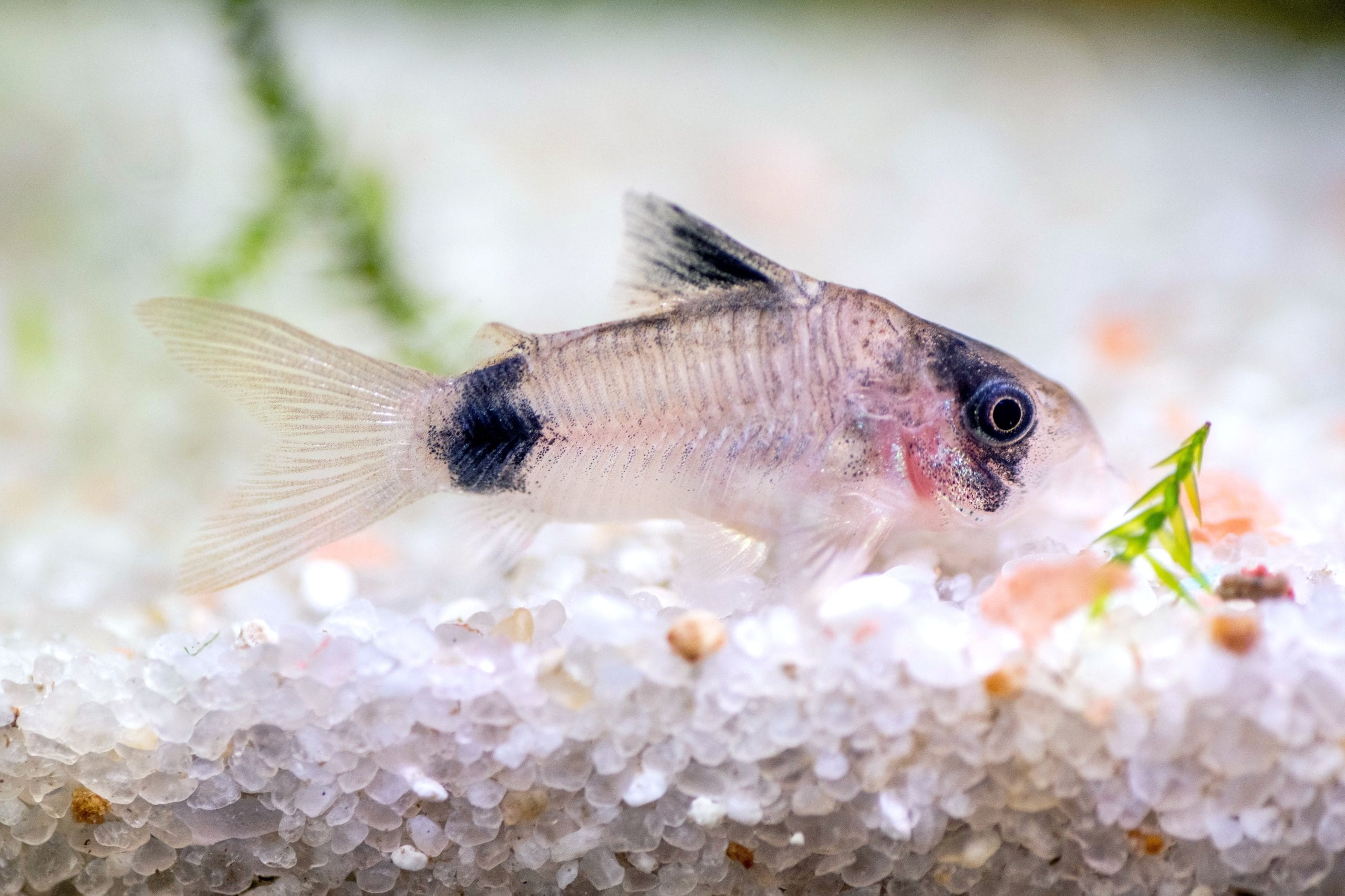 Understanding Corydoras Catfish