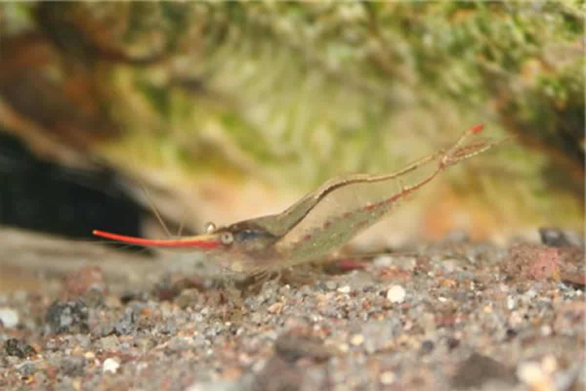 Keeping Pinocchio Shrimp in an Aquarium