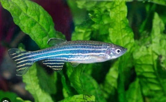 zebra danios conclusion