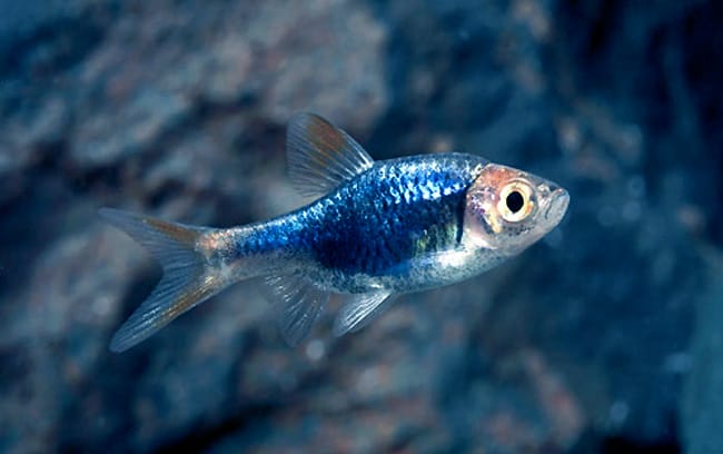 Understanding the Harlequin Rasbora Fish
