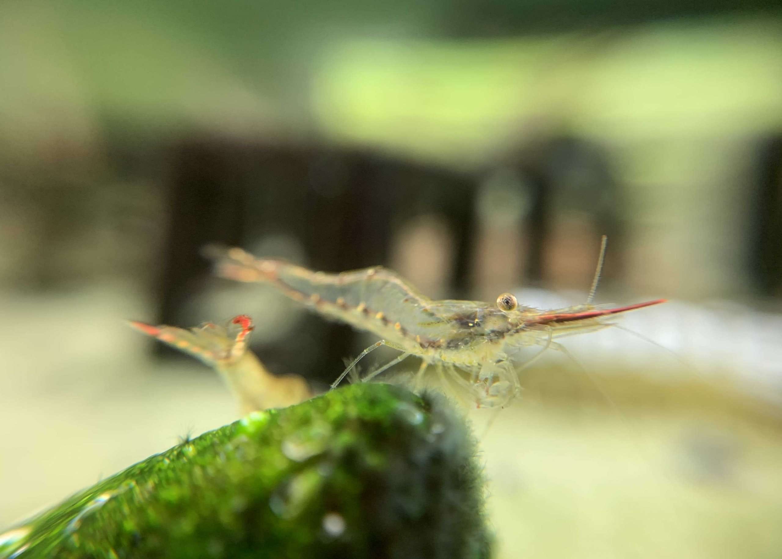 Characteristics of Pinocchio Shrimp
