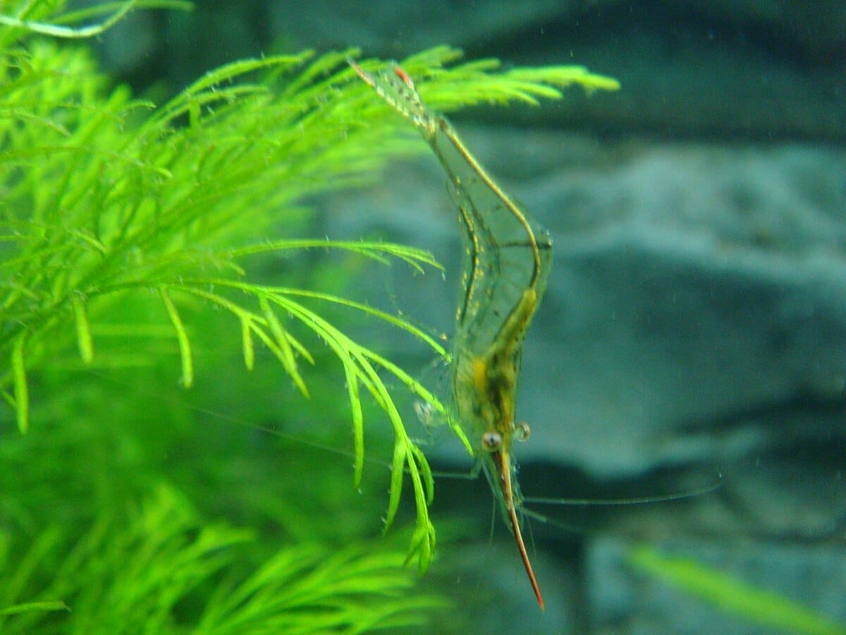 pinokio shrimp FAQ