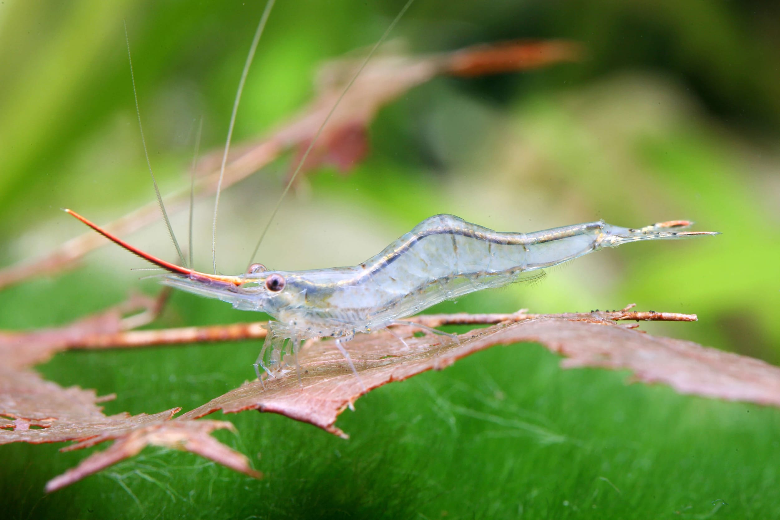 pinokio shrimp conclusion