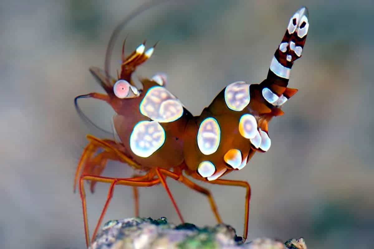 Understanding the 'Sexy' Anemone Shrimp