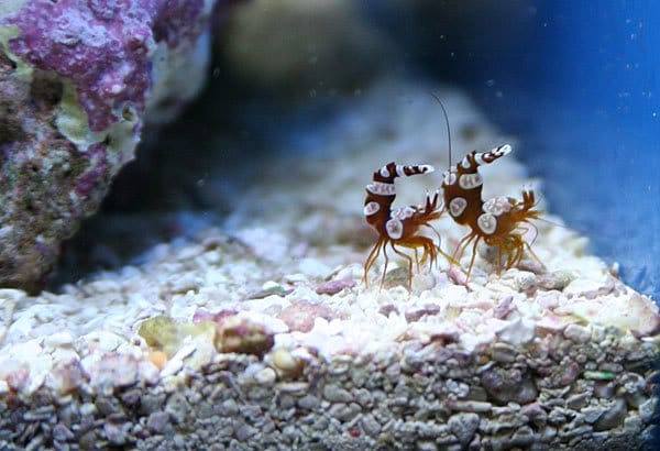 Ensuring the Well-being of Your 'Sexy' Anemone Shrimp