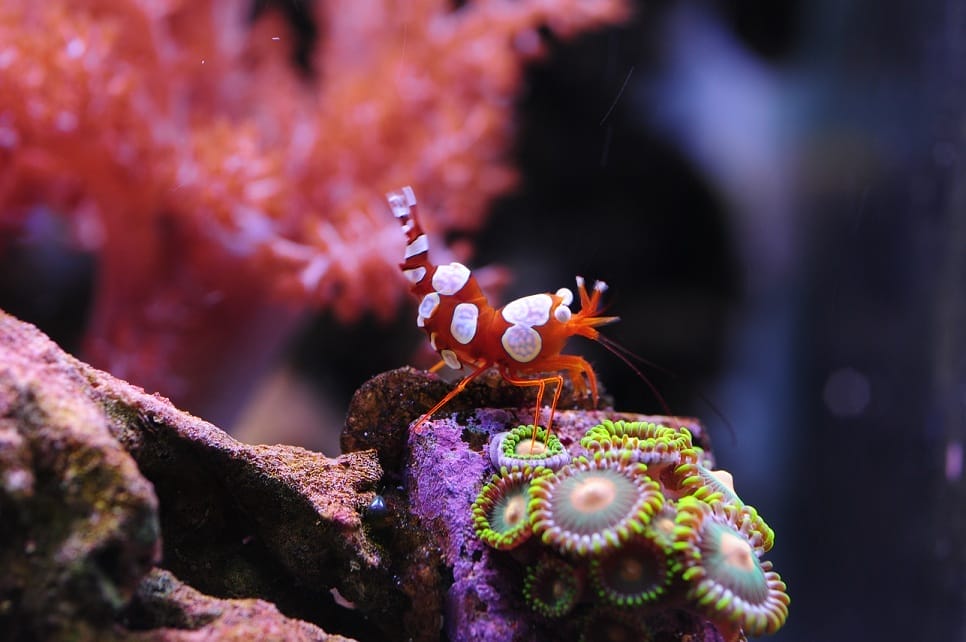 sexy anemone shrimp conclusion