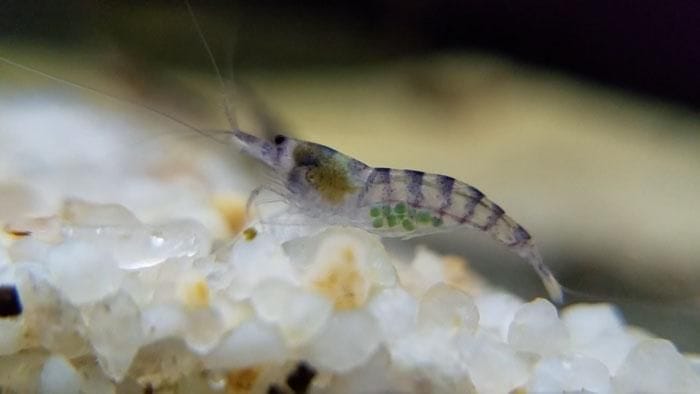 keeping purple zebra shrimp as pets