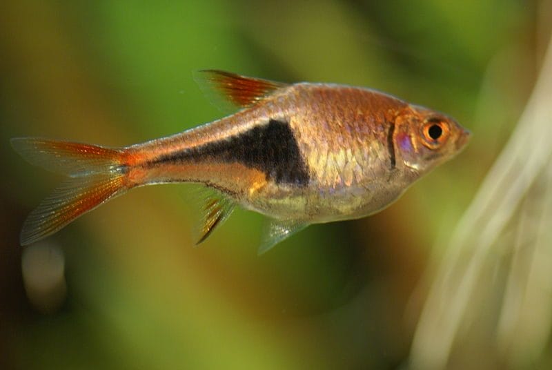 Essential Care for Harlequin Rasboras