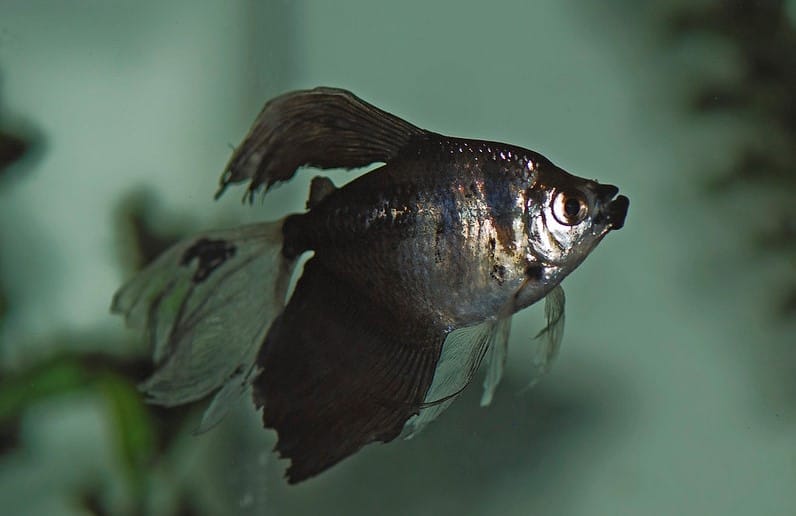 Black Skirt Tetra: Everything You Need to Know