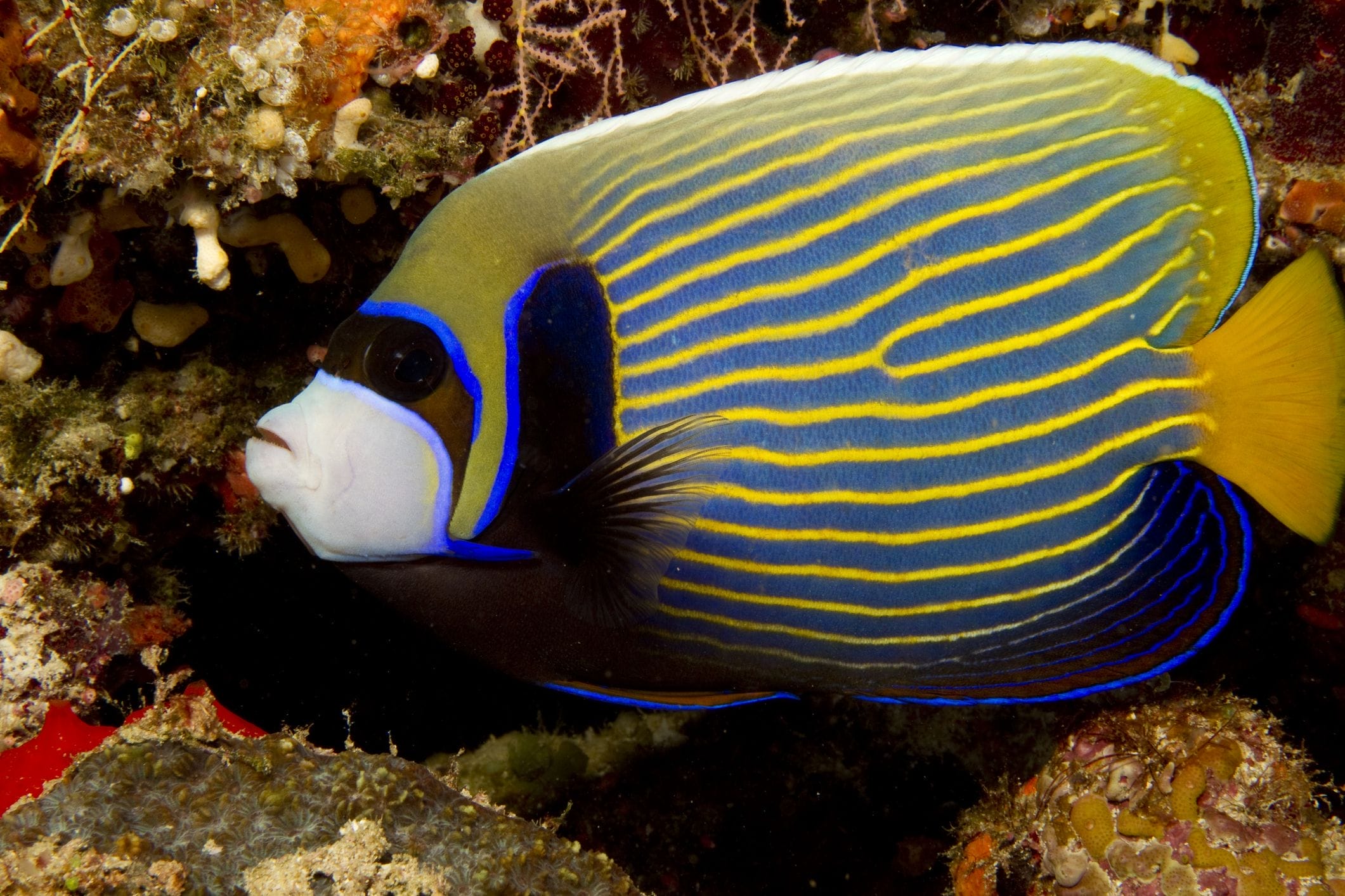 Everything You Need to Know About Angelfish