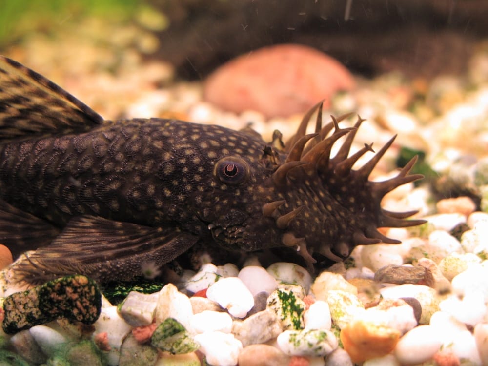 Bristlenose Plecos: A Beginner’s Guide