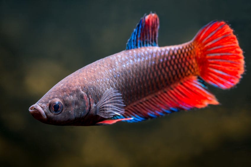 Beautiful Betta Fish Female Varieties