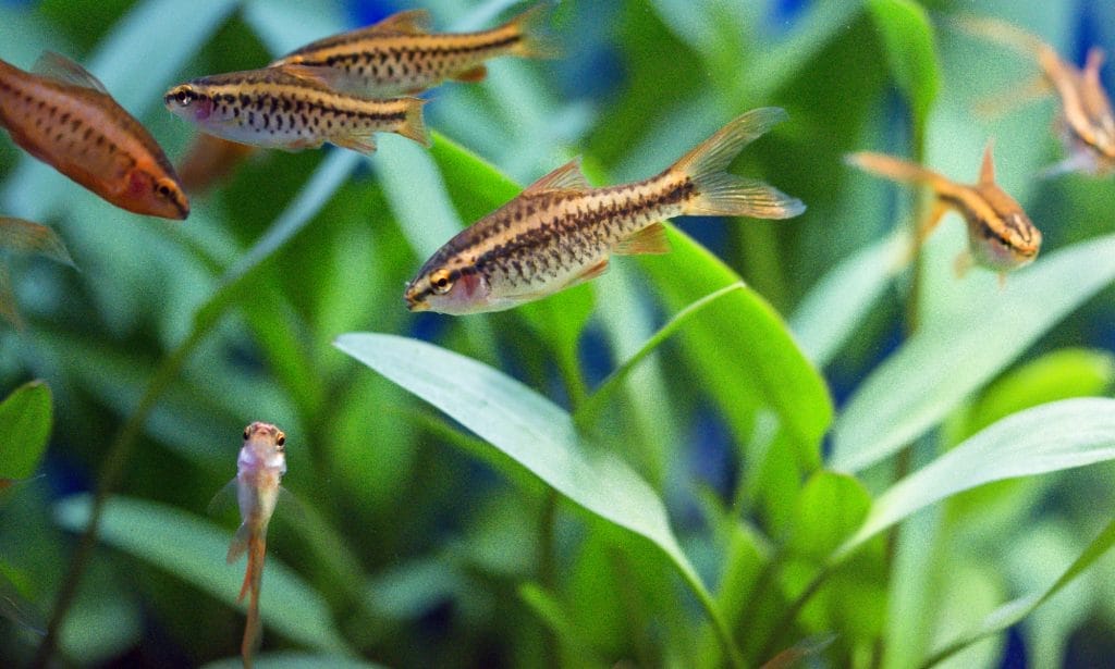 cherry barbs conclusion