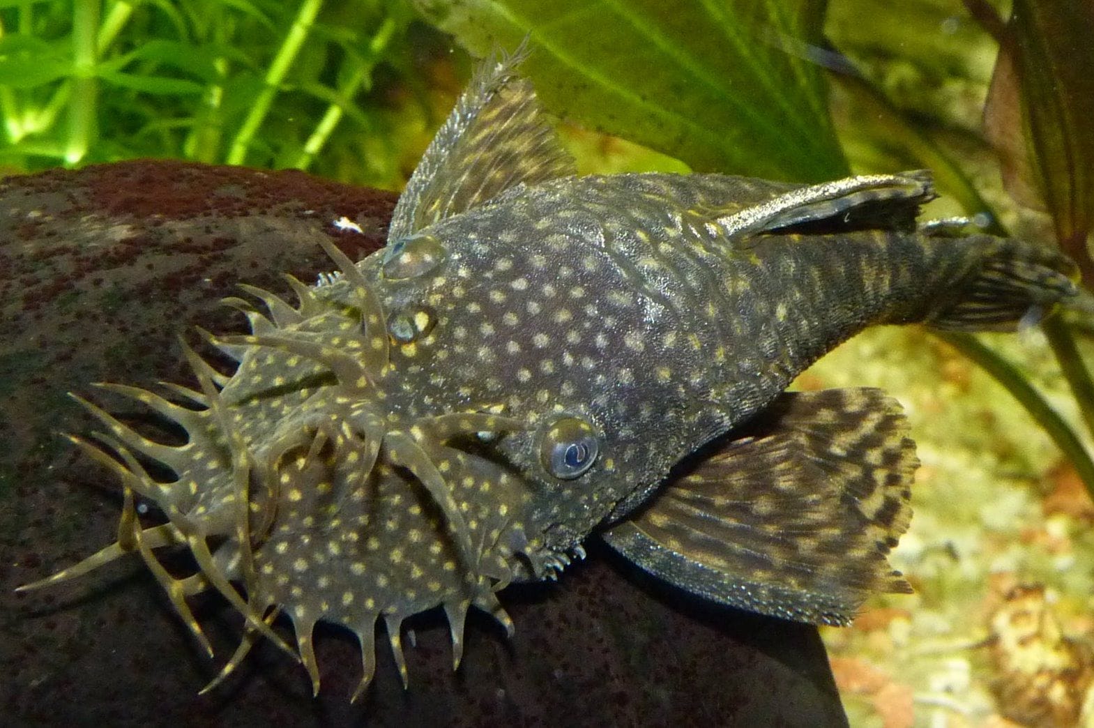 Understanding Bristlenose Pleco: An Overview