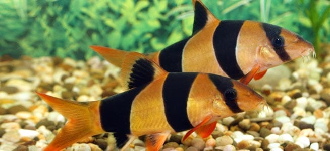 Ideal Tank Conditions for Clown Loach