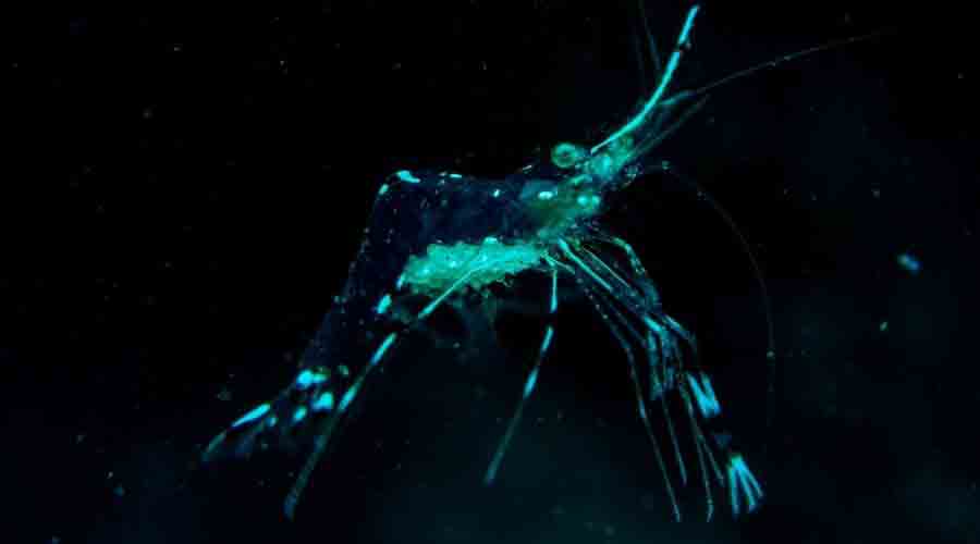 ghost shrimp conclusion