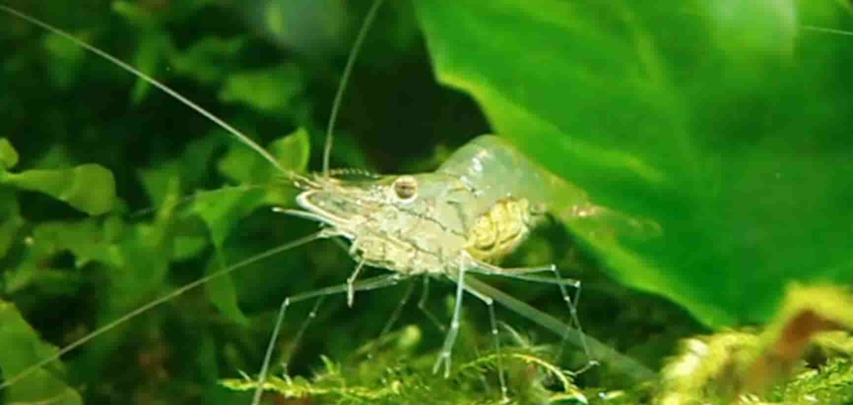 Unraveling the Origins of Ghost Shrimp