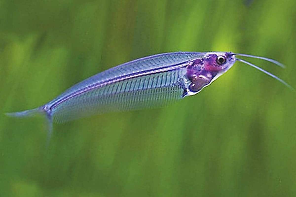glass catfish overview