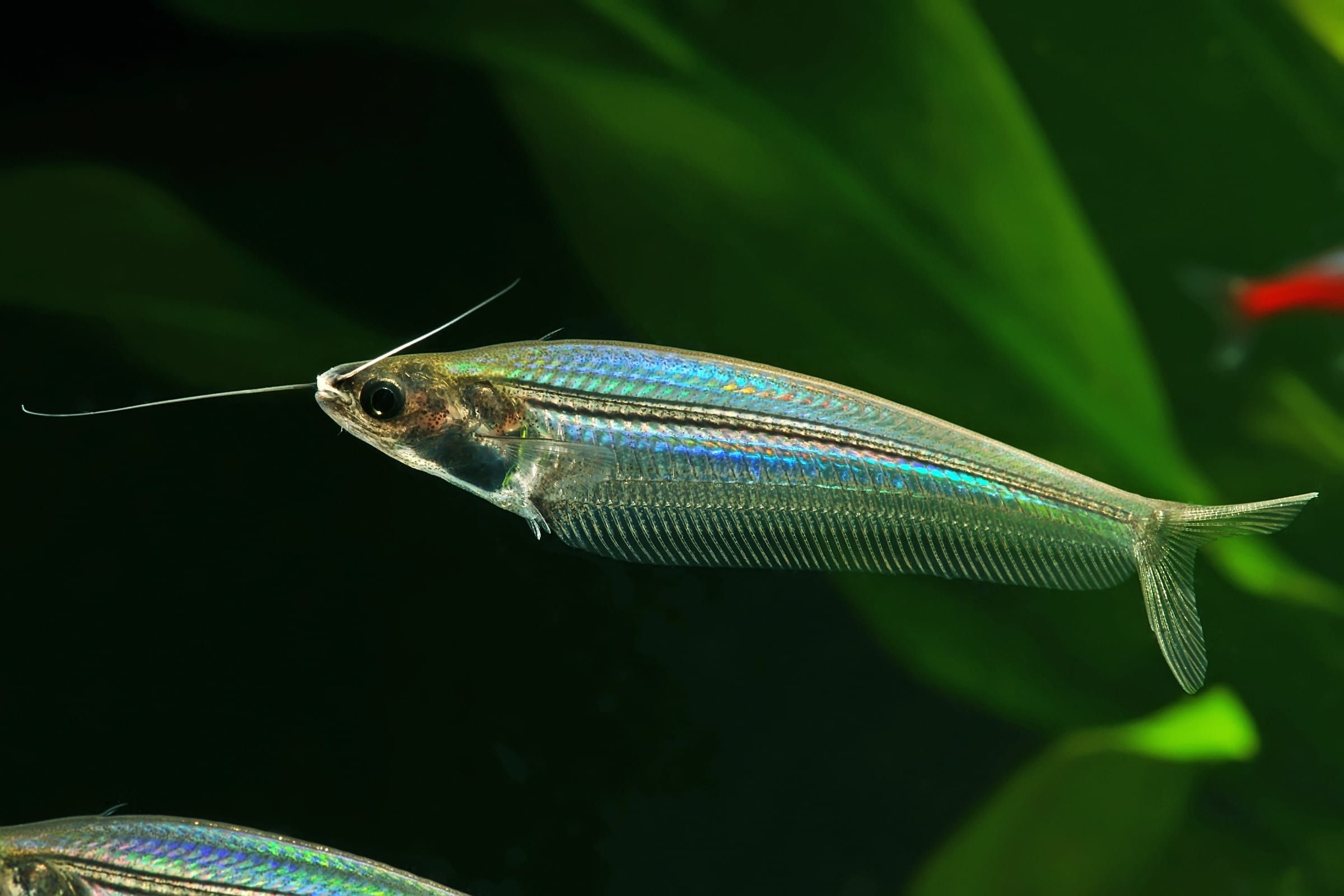 glass catfish conclusion