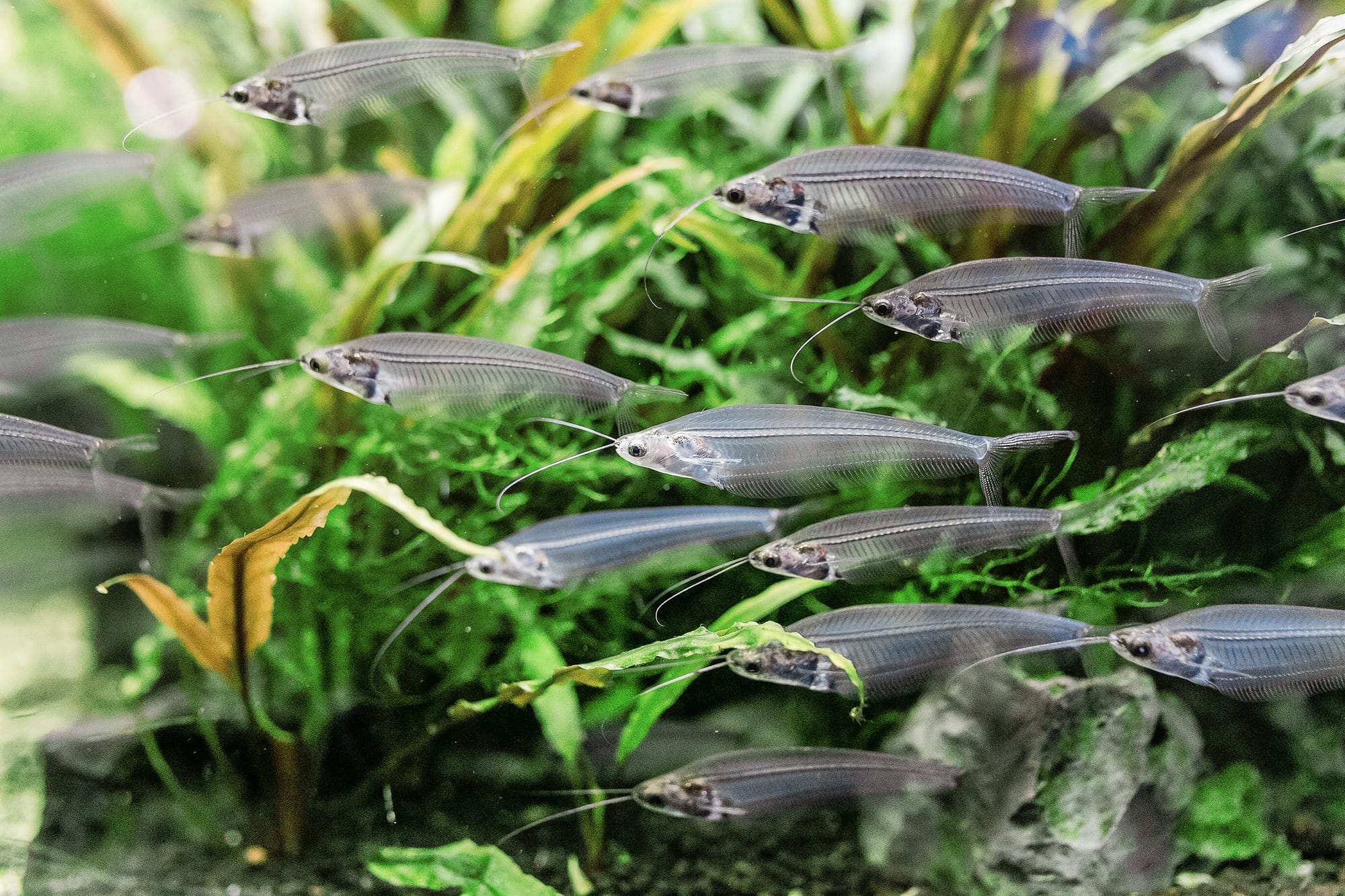 Ideal Habitat & Tank Conditions for Glass Catfish