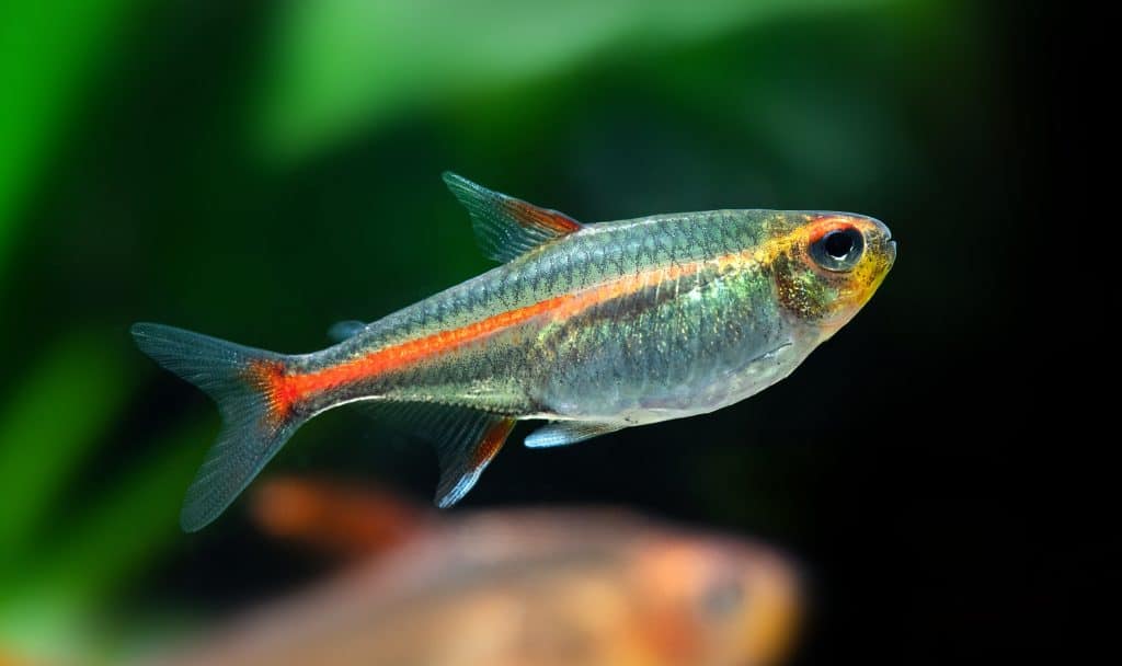 Effective Care for Glowlight Tetras