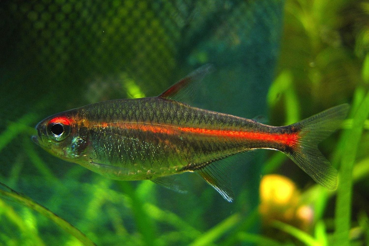 Understanding Glowlight Tetras