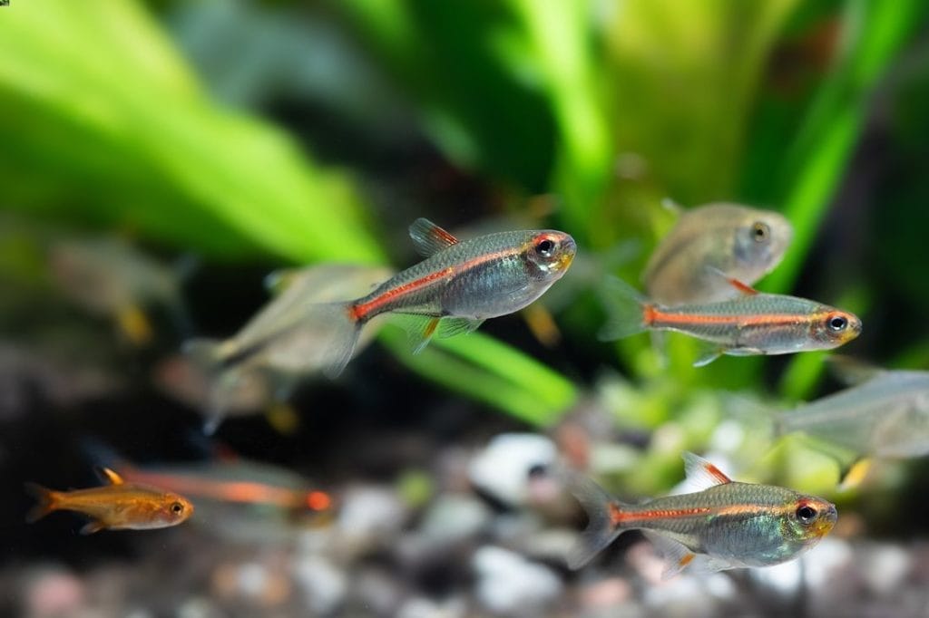 Glowlight Tetra conclusion