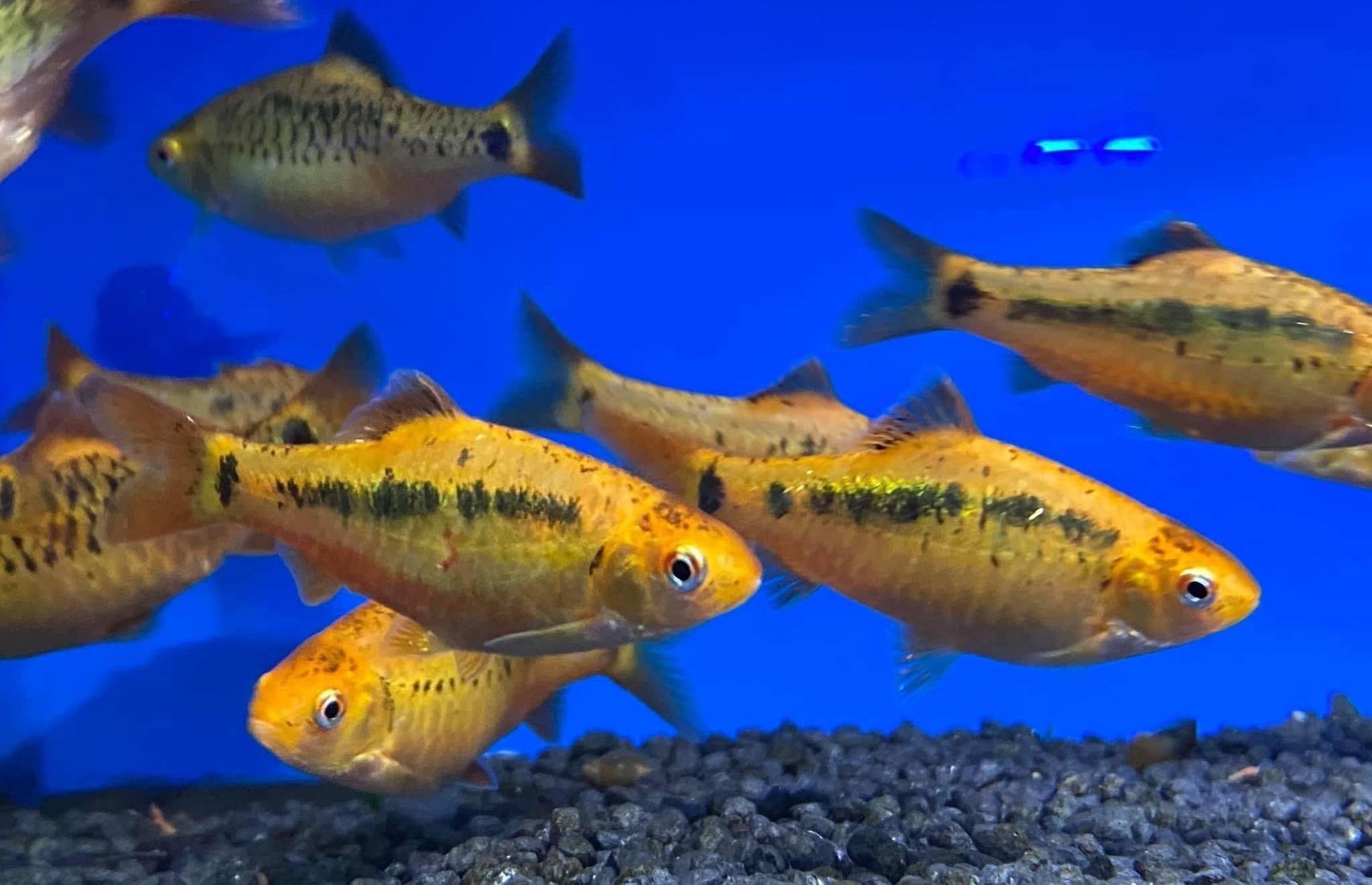 gold barb conclusion