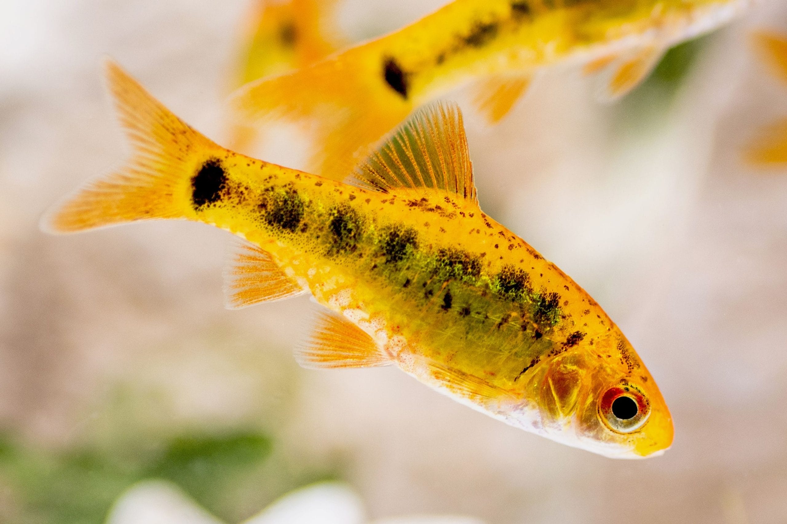 Decoding the Aquarium Conditions for Gold Barbs