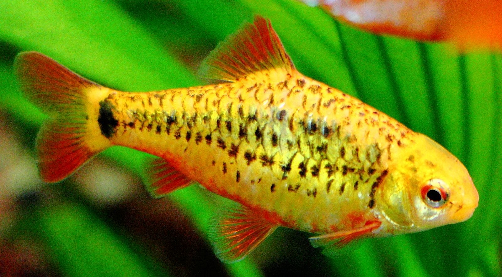 Unraveling the Mystery of Gold Barbs