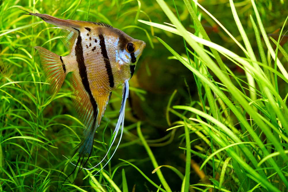 Angelfish: An Overview