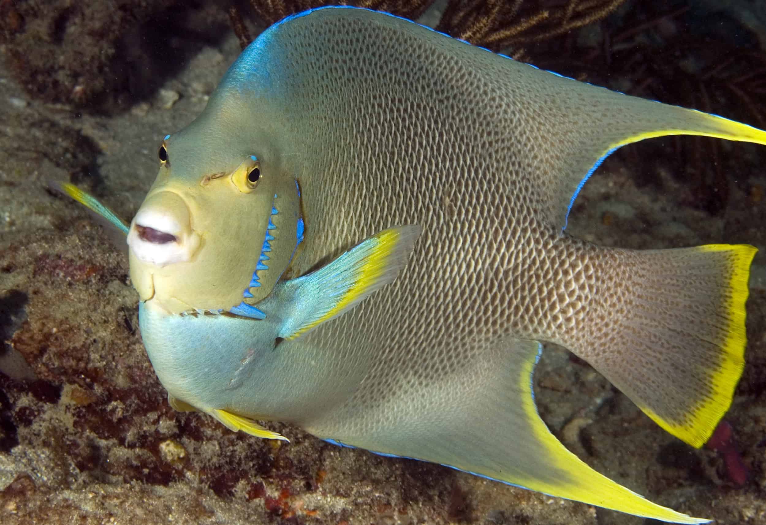 angelfish conclusion