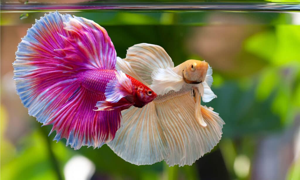 betta fish female conclusion