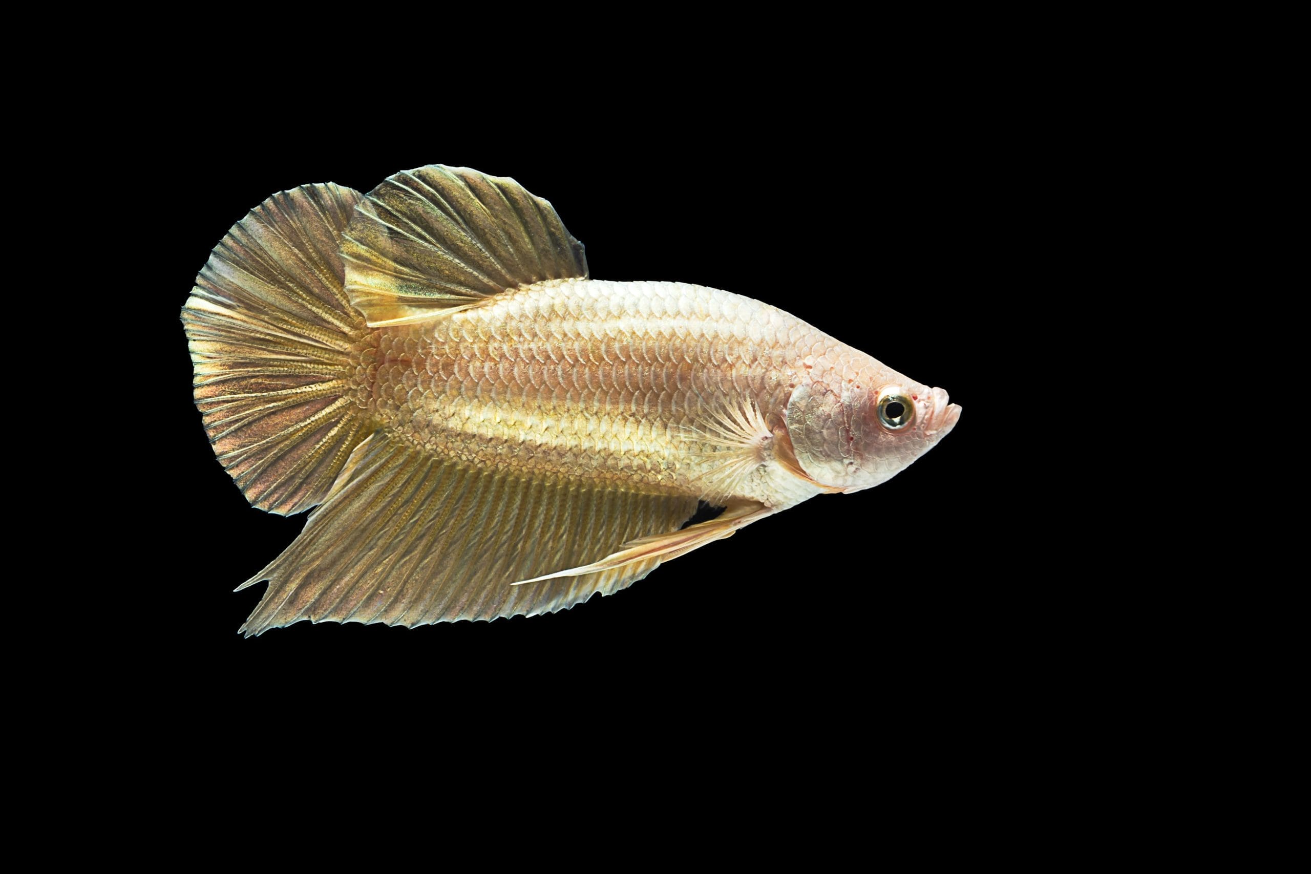 Proper Care for Female Betta Fish