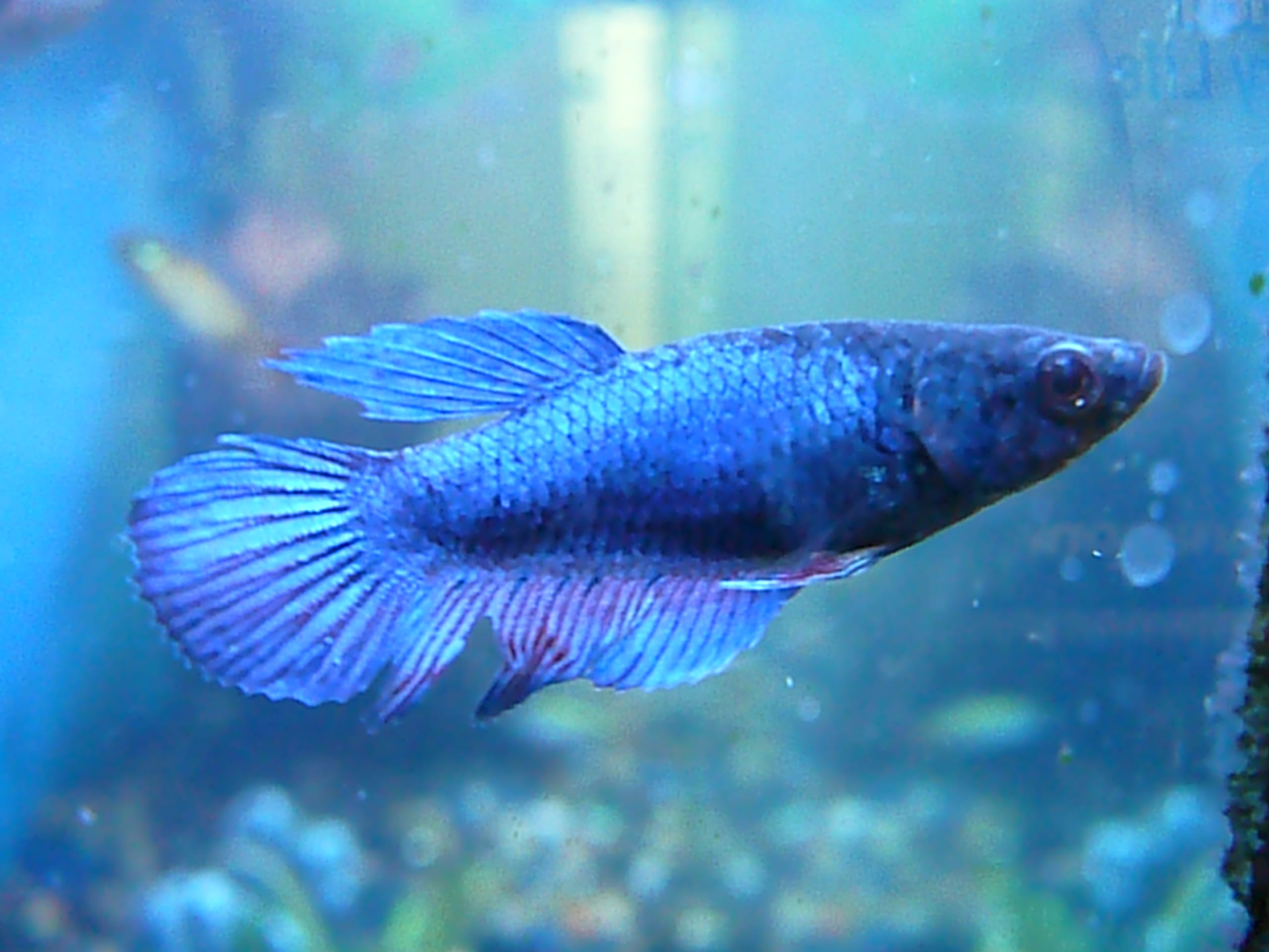 Understanding Betta Fish