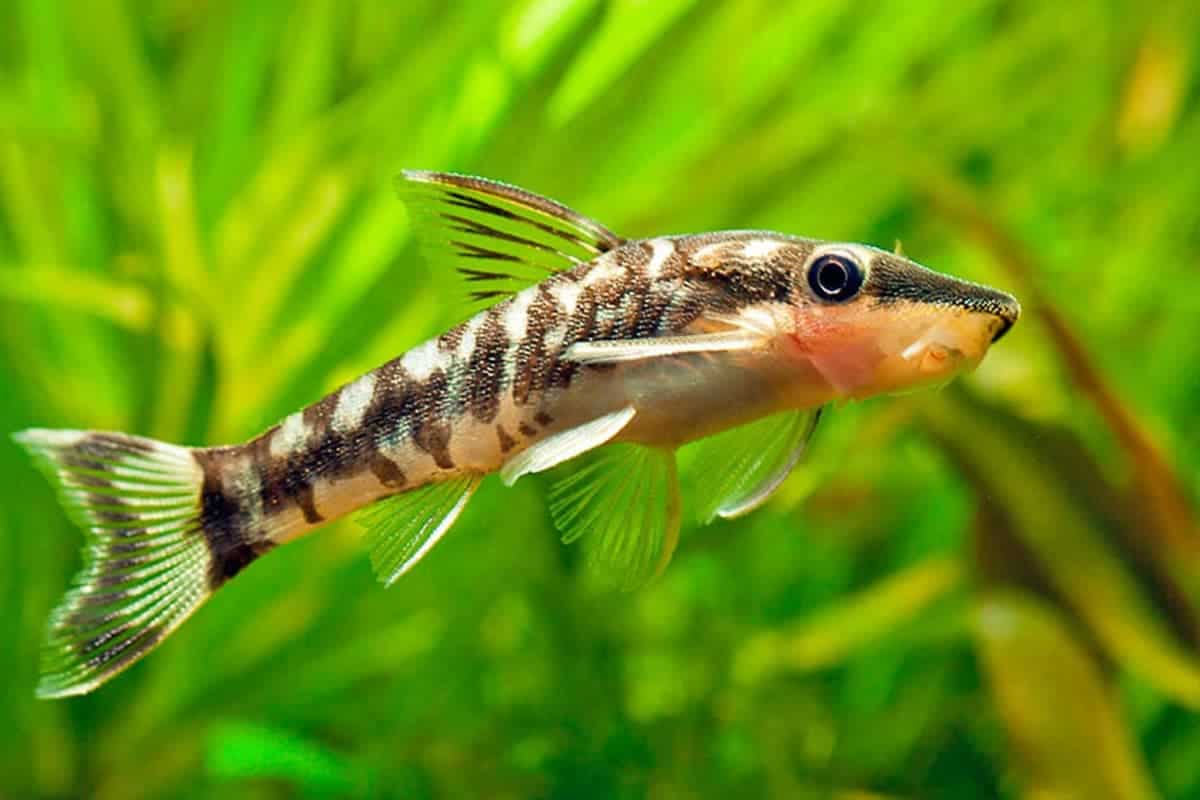 Understanding the Otocinclus Catfish