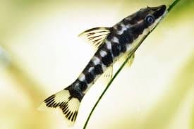 Otocinclus Catfish Care Guide: Everything You Need to Know