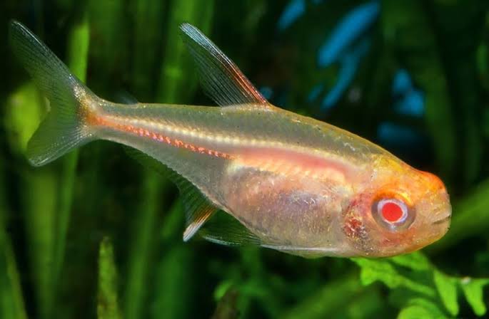 Glowlight Tetra Care: Essential Tips for Healthy Fish