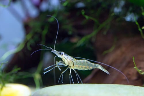 Discovering Ghost Shrimp: A Beginner’s Guide