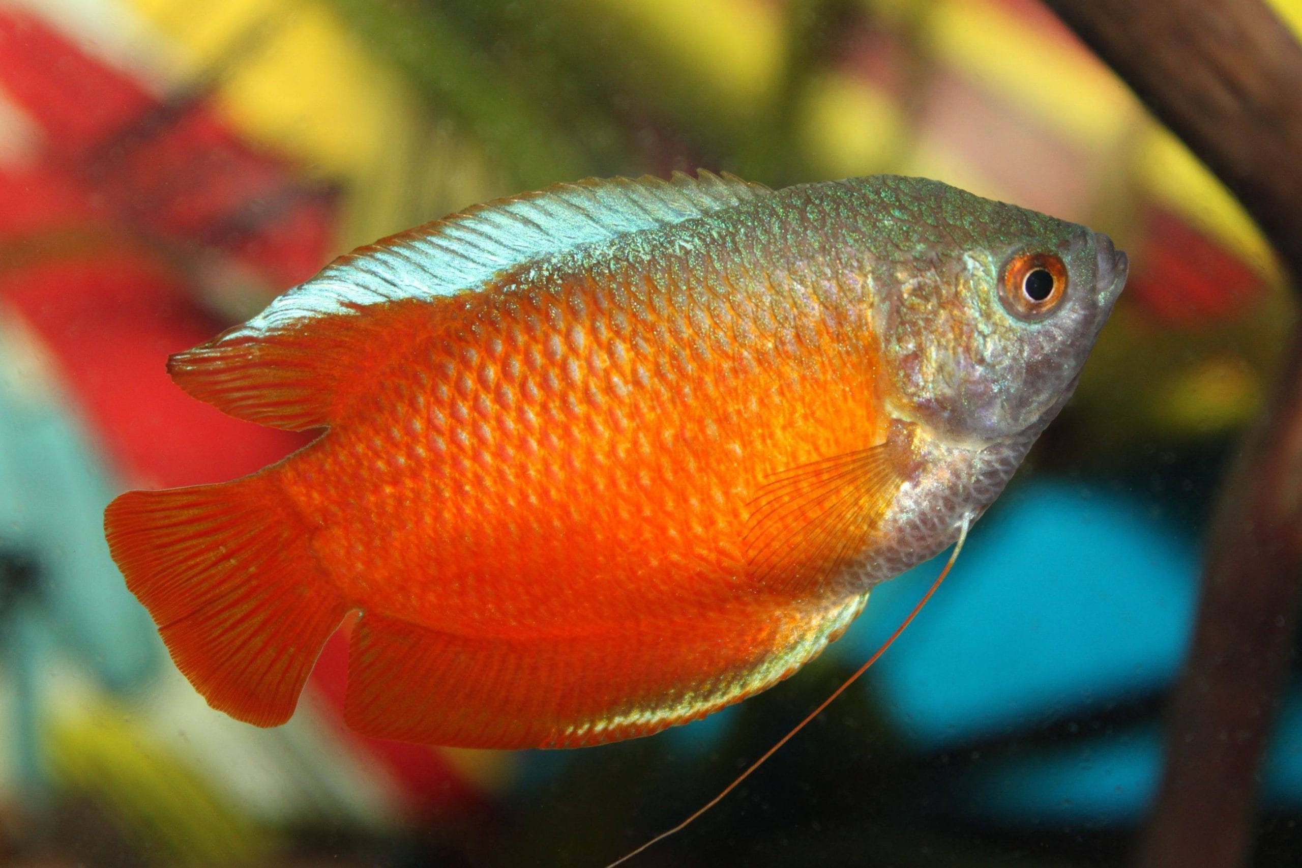 Ultimate Care Guide for Honey Gouramis