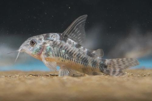 Peppered Corydoras environment